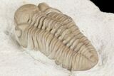Detailed, Long Kainops Trilobite - Oklahoma #95680-1